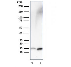 Western blot testing of human 1) HepG2 and 2) kidney lysate with FABP1 antibody. Predicted molecular