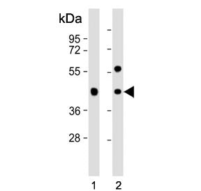 GPA33 Antibody / Cell surface A33 antigen