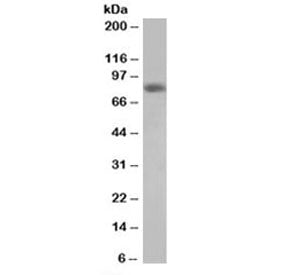 HEC1 Antibody