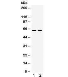 Western blot testing of human 1) A549 and 2) HeLa lysate with LOXL1 antibody. Expected/observed mole