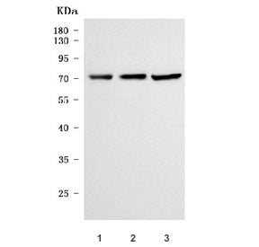 NaDC-1 Antibody / SLC13A2