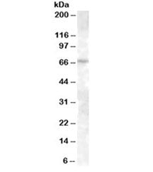 ABCE1 Antibody