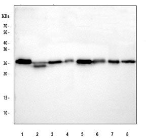 14-3-3 zeta Antibody / YWHAZ