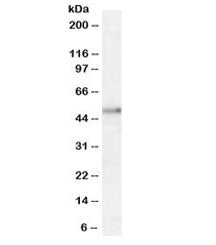 Orexin Receptor 2 Antibody