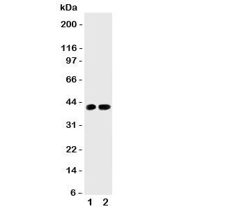 Cdk6 Antibody