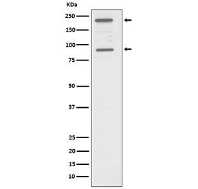 C4A Antibody / Complement C4A
