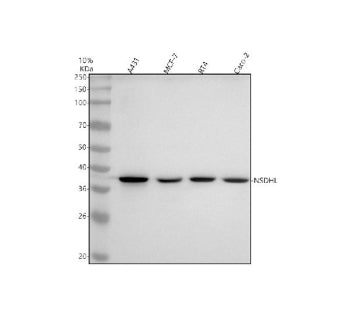 Western blot analysis of NSDHL using anti-NSDHL antibody. Lane 1: human whole cell lysates, Lane 2: 