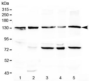 CD133 Antibody / PROM1 (C-Terminal Region)