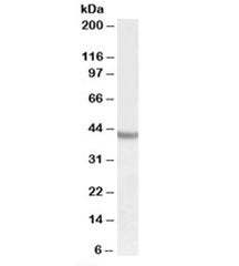 Western blot testing of human cerebral cortex lysate with SOX3 antibody at 0.5ug/ml. Predicted molec