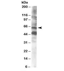 CPEB Antibody