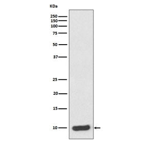 S100A6 Antibody