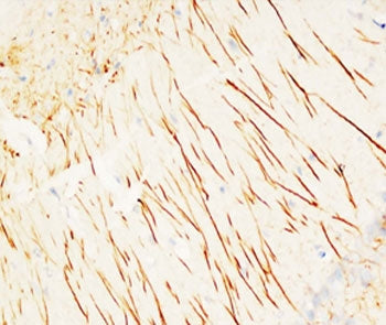 MAP2 Antibody