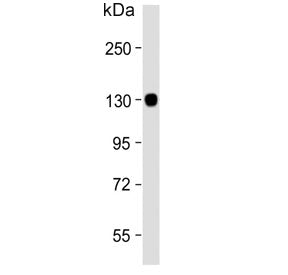 Autotaxin Antibody / ENPP2