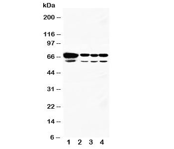 HSPA2 Antibody