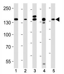 Raptor Antibody