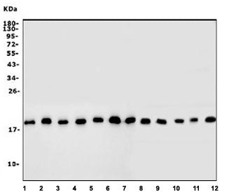 Inhibitor of DNA binding 2 Antibody / ID2
