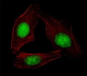 Fluorescent image of U251 cells stained with SREBP2 antibody. Alexa Fluor 488 conjugated secondary (