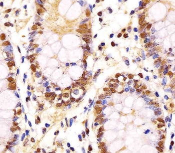 GAPDH Antibody
