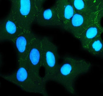 ZO-2 Antibody
