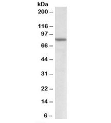 Western blot testing of human heart lysate with SETDB2 antibody at 1.5ug/ml. Predicted molecular wei