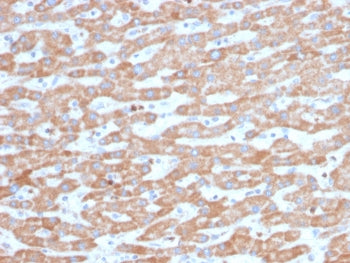 IHC staining of FFPE human liver tissue with SDHB antibody (clone SDHB/3745). HIER: boil tissue sect
