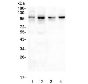 Western blot testing of 1) rat brain, 2) mouse brain, 3) human SHG-44 and 4) human U-87 MG lysate wi