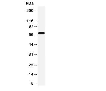 Serotonin transporter Antibody