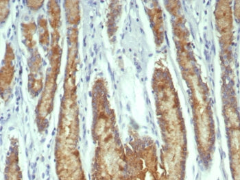 IHC staining of FFPE human stomach tissue with Transferrin antibody (clone TF/7767). HIER: boil tiss