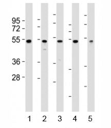 NFKBIE Antibody