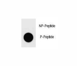 Dnmt1 Antibody (phospho-S1105)