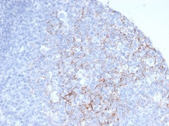CD23 Antibody