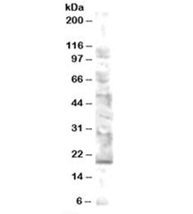 Western blot testing of human brain lysate with MMS2 antibody at 0.5ug/ml. Predicted molecular weigh
