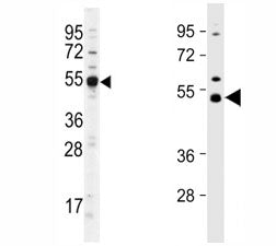 Dnmt2 Antibody