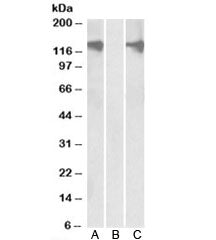 Western blot testing of HEK293 lysate overexpressing human PUM2-FLAG with PUM2 antibody (0.5ug/ml) i