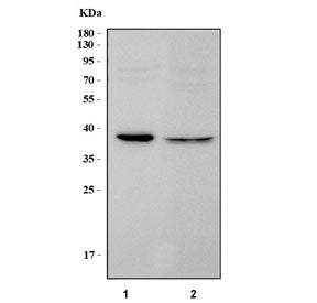 PTER Antibody / Phosphotriesterase-related protein