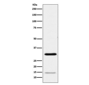 Geminin Antibody / GMNN