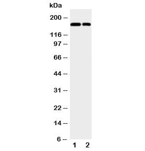 CD11b Antibody