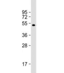 AKAP13 Antibody