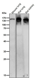 All lanes use the Ceruloplasmin antibody at 1:2K dilution for 1 hour at room temperature. Predicted 