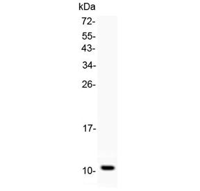 Gro alpha Antibody / CXCL1