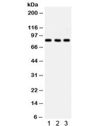 SP3 Antibody
