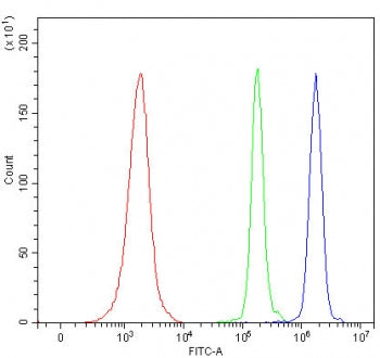 Spermine synthase Antibody / SMS