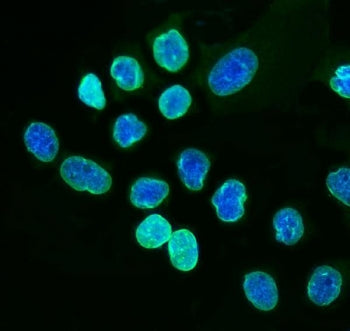Lamin A Antibody