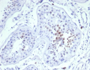 IHC staining of FFPE human testis tissue with Mitotic centromere associated kinesin antibody (clone 