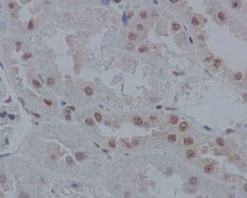 IRF1 Antibody