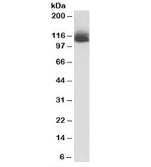 Nlrp12 Antibody