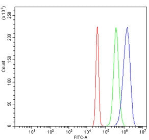 Dnmt3b Antibody