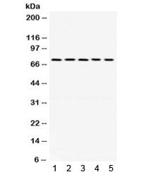 Western blot testing of 1) rat brain, 2) mouse stomach, human 3) HeLa, 4) U87 and 5) SKOV lysate wit