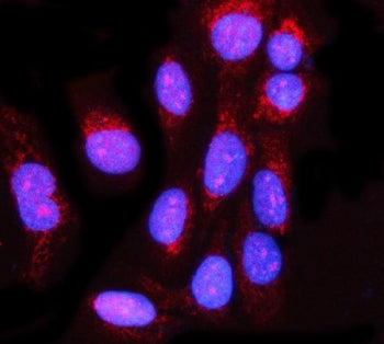 Immunofluorescent staining of FFPE human U-2 OS cells with MIS12 antibody (red) and DAPI nuclear sta