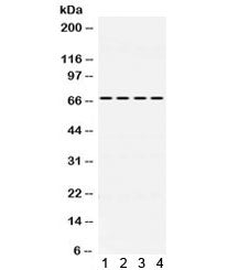 Western blot testing of 1) rat brain, 2) mouse brain, 3) human U87 and 4) human HeLa lysate with NUR